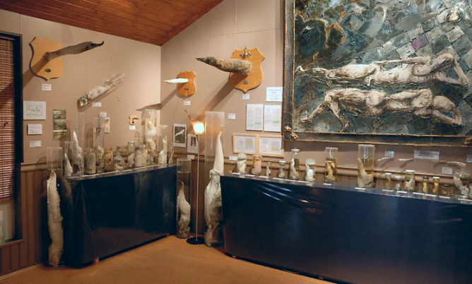 A former exhibtion at the Icelandic Phallological Museum | © Celander/WikiCommons