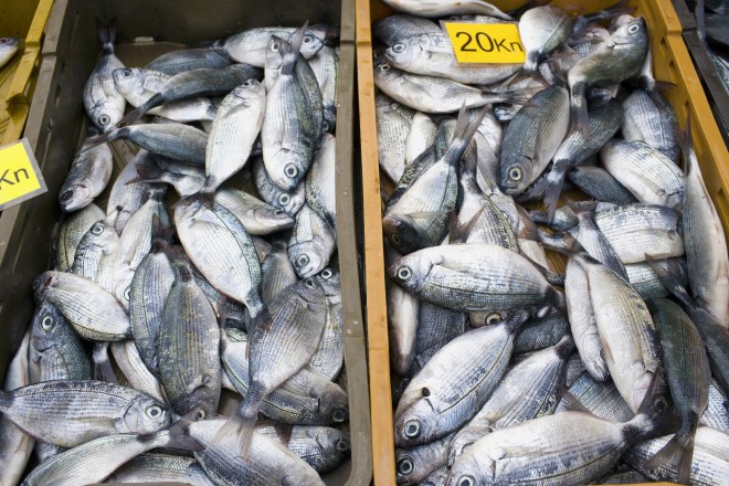 Fresh seafood in Dubrovnik, Croatia