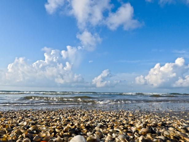 Galveston Island Seashells