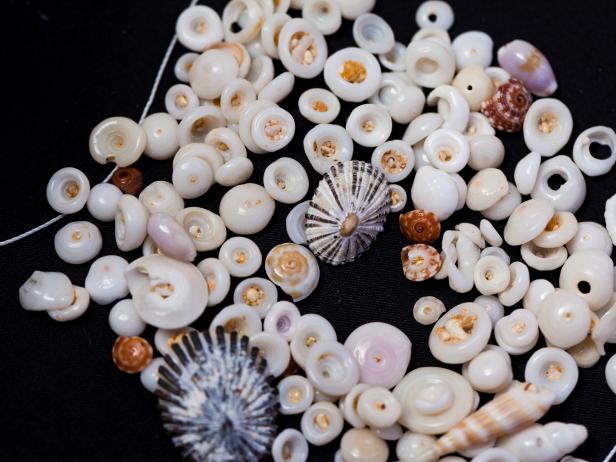 Seashells from Kauai, Hawaii