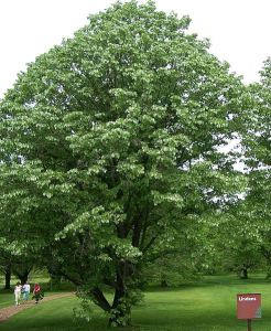 Linden lime tree