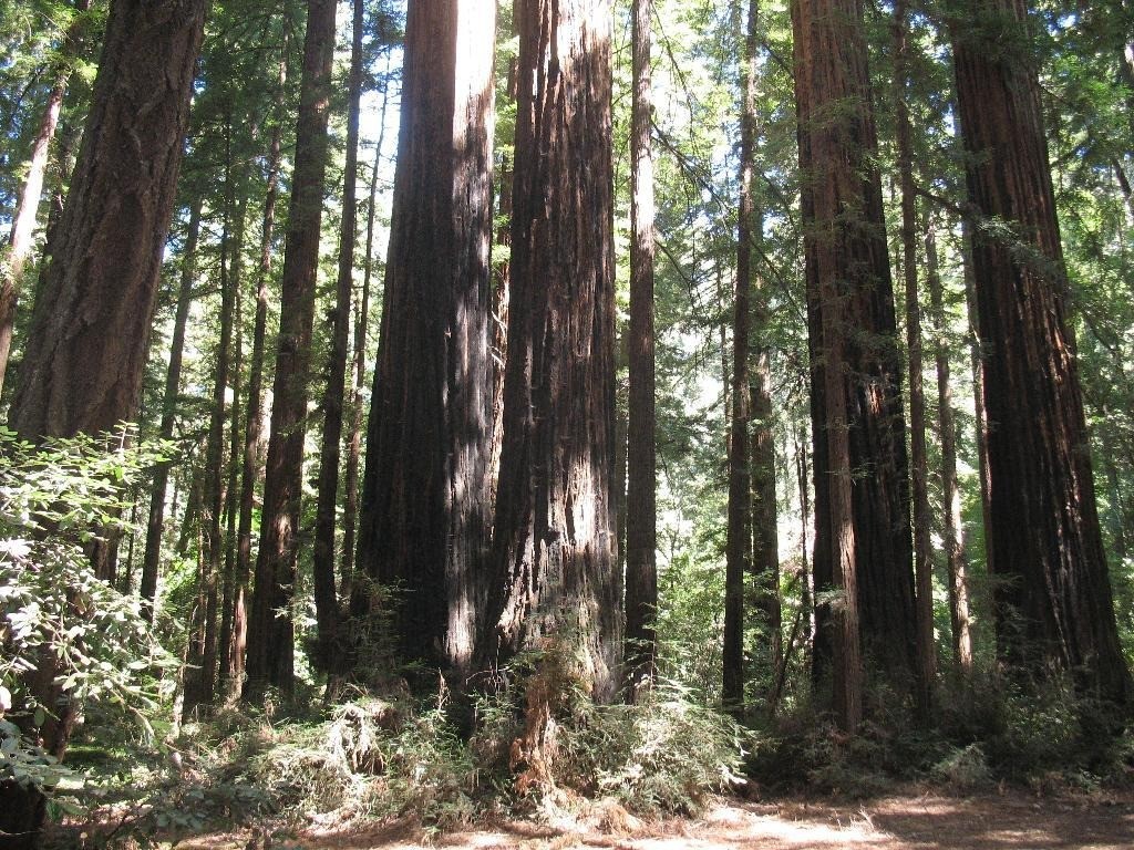 Travel in Santa Cruz-Henry Cowell Redwoods State Park