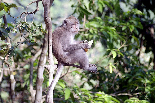 Lombok-Pusuk Monkey Forest