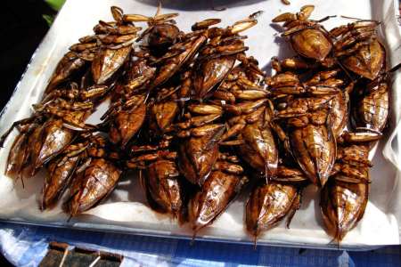 insects in thailand food