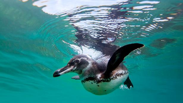 visiting-the-galapagos-penguins