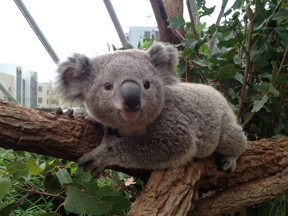 Hug a koala at WILD LIFE Sydney Zoo