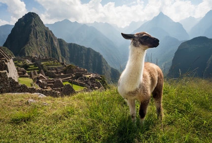 Llama overlooking the ancient city of Machu Picchu, Peru