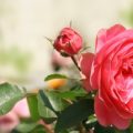 Rose Festivals Around the World