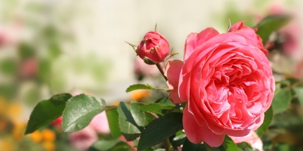 Rose Festivals Around the World